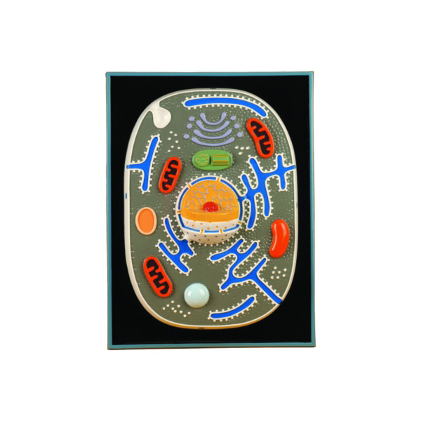 Animal Cell Plaque